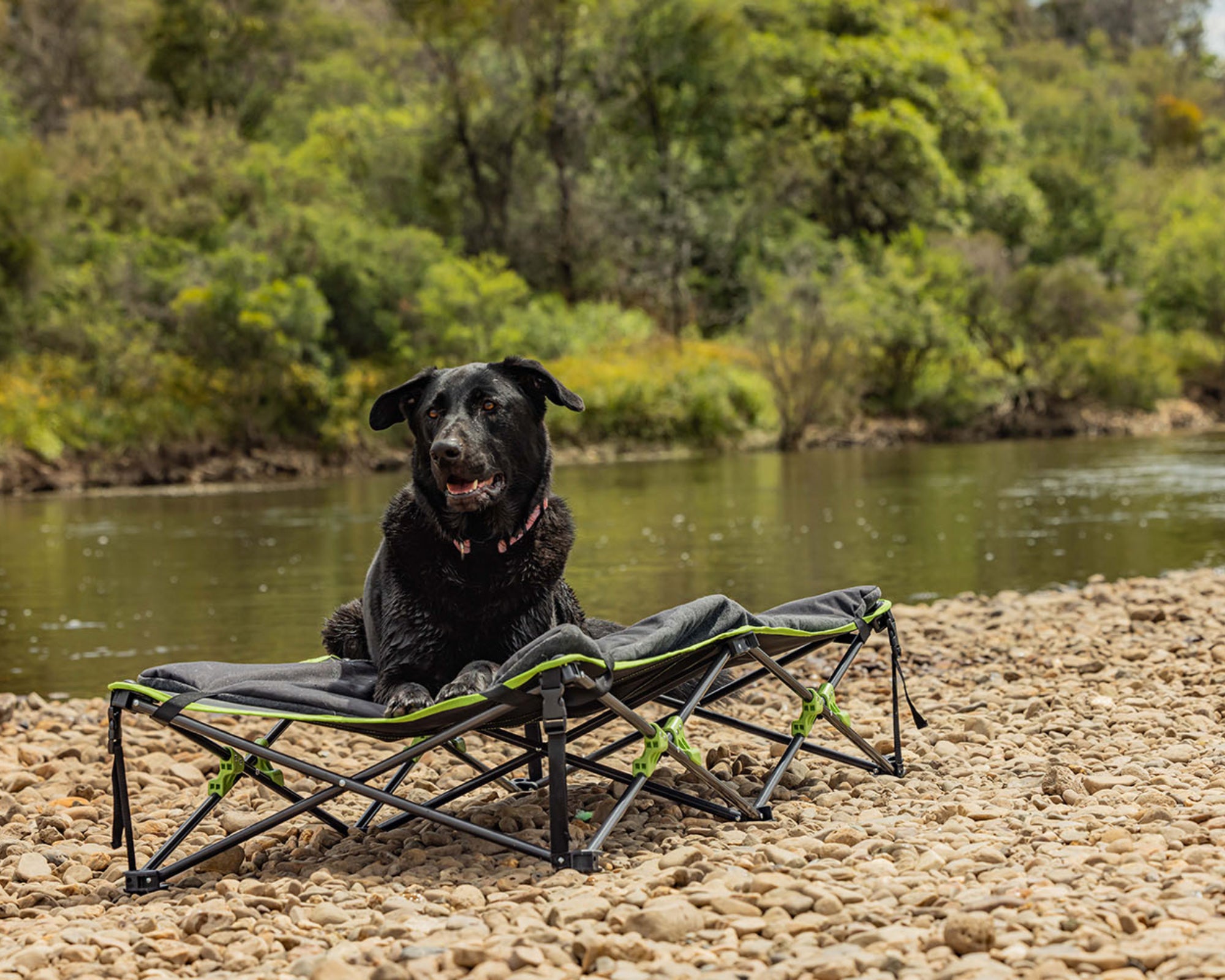 Quick Fold Dog Bed with Padded Mat (XL)