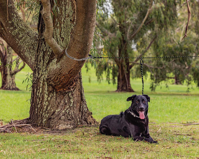 Pet Tethering Leash System