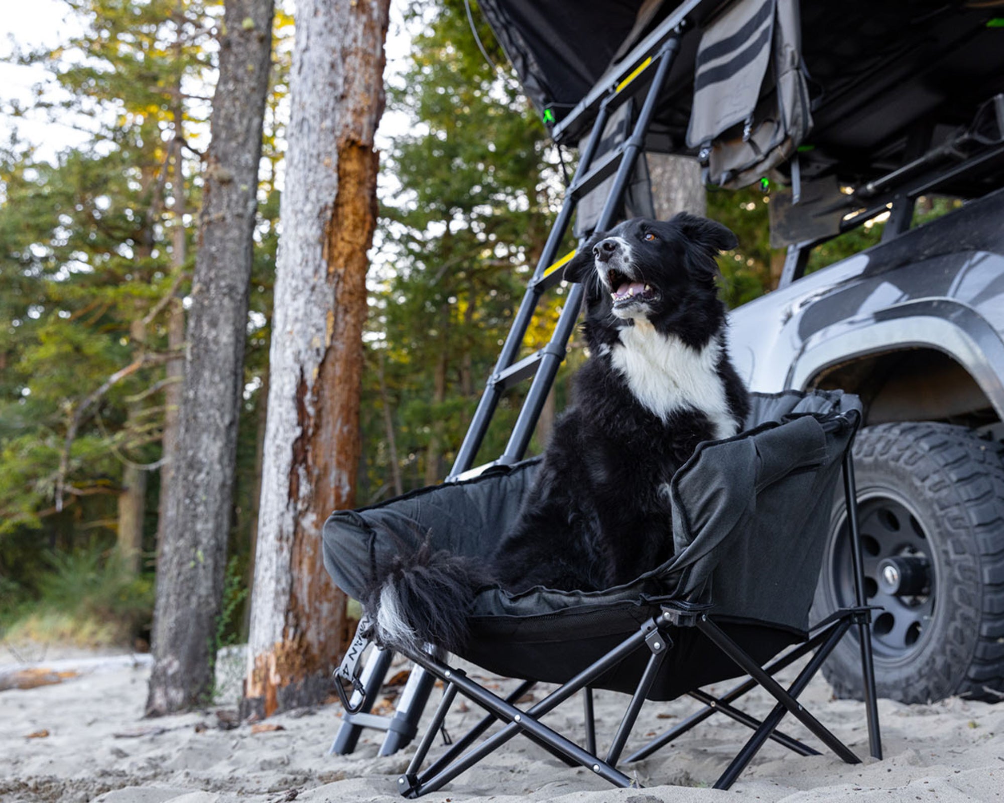 The Pet Lounger | Quick Fold Dog Camp Chair